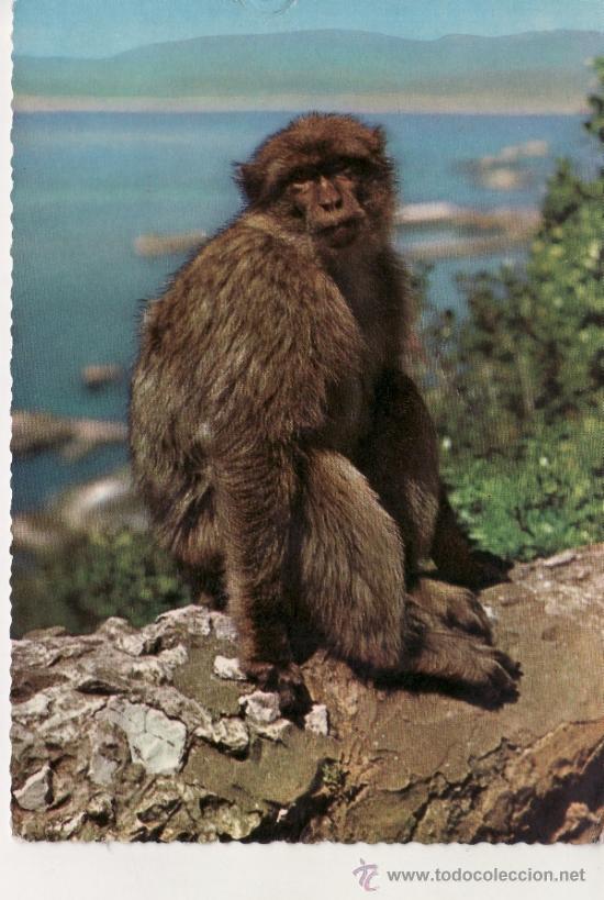Postcards: POSTAL MONO DE GIBRALTAR