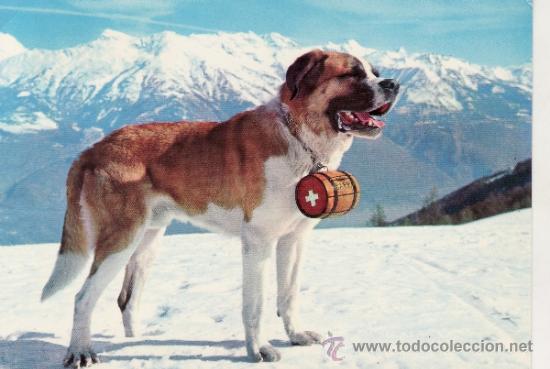 Postcards: POSTAL PERRO SAN BERNARDO
