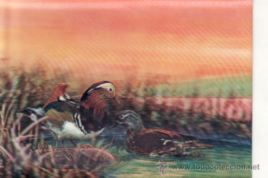 Postcards: POSTAL EN RELIEVE DE UN PATO MANDARIN - ESTEREOSCOPICA
