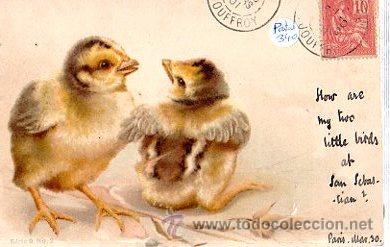 Postales: TARJETA POSTAL ANIMALES, POLLITOS - Foto 1