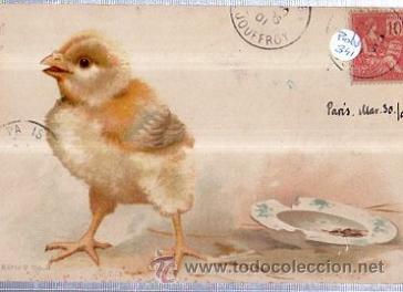 Postales: TARJETA POSTAL ANIMALES, POLLITO - Foto 1