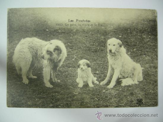 Postcards: POSTAL FAMILIA DE PERROS DE MONTA&Ntilde;A DE LOS PIRINEOS (PADRE, MADRE E HIJO ) - FRANCESA