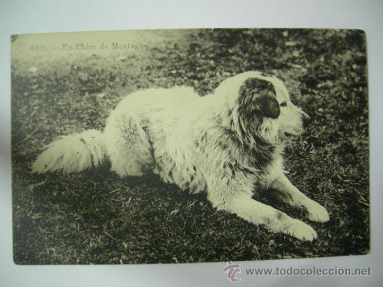 Postcards: PRECIOSA POSTAL DE PERRO DE MONTA&Ntilde;A DE LOS PIRINEOS - FRANCESA