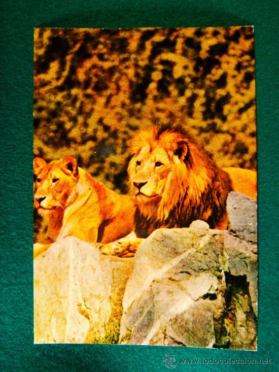 leones - nº 4 - animales - postal - años 1970 ? - Compra venta en  todocoleccion