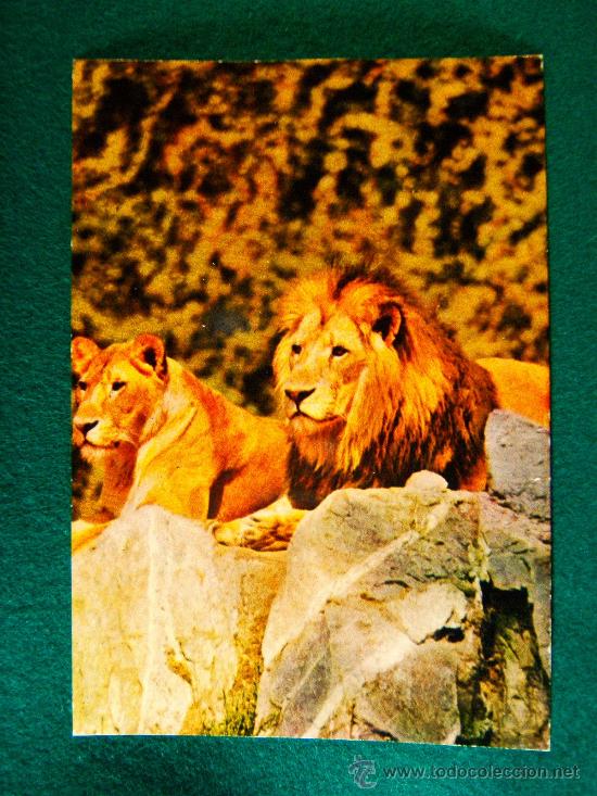 Postkarten: LEONES - N&ordm; 4 - ANIMALES - POSTAL - A&Ntilde;OS 1970 ?