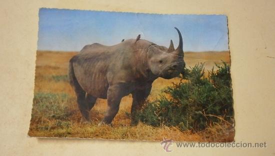 Postcards: Postal Rinoceronte Negro, escrita al dorso.