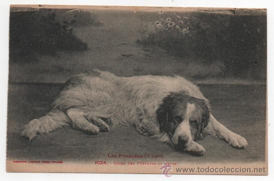 Postales: CHIEN DES PYRENEES AU REPOS - Foto 1