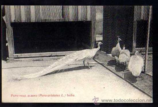 Postkarten: Antigua postal Pavo Real Albino.No circulada.