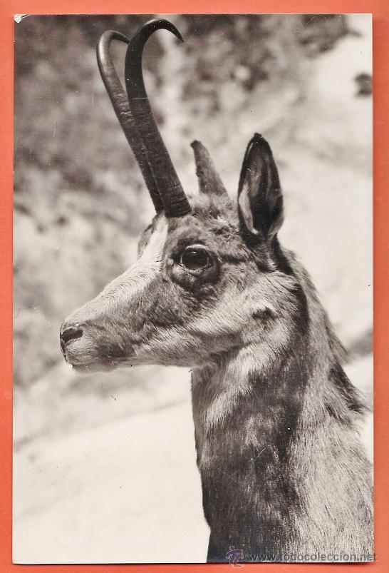 Postkarten: cabeza de sarrio / isard - n&ordm; s/n - ed. sicilia - circulada - a&ntilde;os 50