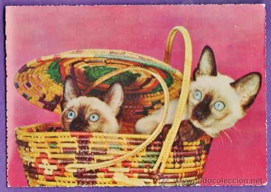 Postais: postal - gato / gatos en una cesta - n&ordm; 292 - ed. cecami / italia - circulada - a&ntilde;os 50