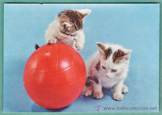 Postais: postal - gato / gatos con balon / pelota - n&ordm; 311 - ed. novacolor / italia - circulada - a&ntilde;os 50