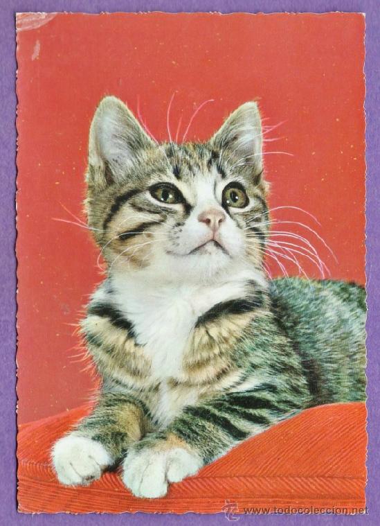 Postkarten: postal - gato - n&ordm; 6548 - ed. cyz - circulada - a&ntilde;o 1963