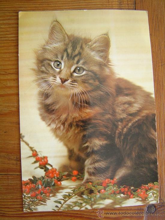 Postais: Bonita postal de un gatito.