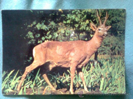 Cartes Postales: Antigua postal editada por el museo De Ciencias naturales de madrid (1976) - Corzo