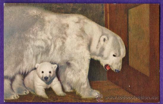 Postais: antigua postal - oso blanco con cria / polar - n&ordm; 49 - dibujo - ed. stehli / suiza - sin circular