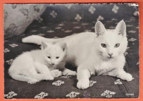 Postkarten: postal - gatos blancos - n&ordm; 9966 - ed. b+p - edicion suiza - escrita - a&ntilde;os 50 / 60