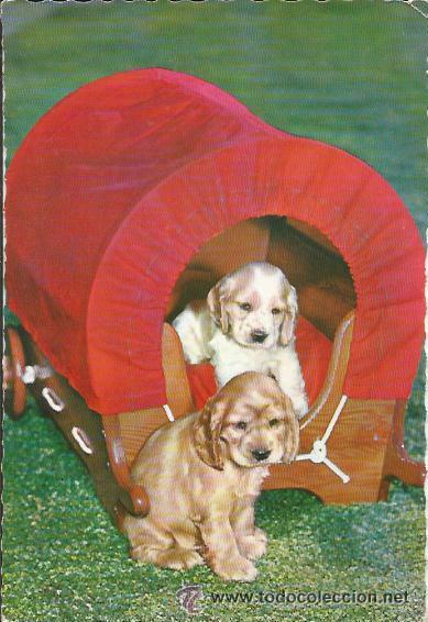 Postales: ^^^ A201 - POSTAL - DOS PRECIOSOS PERRITOS - ESCRITA - 1962 - Foto 1