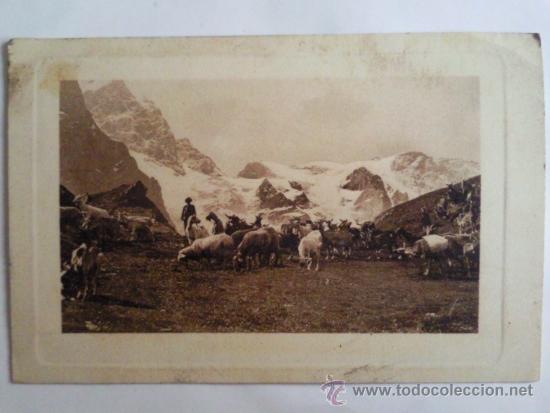 Postais: POSTAL, REBA&Ntilde;O CABRAS Y OVEJAS