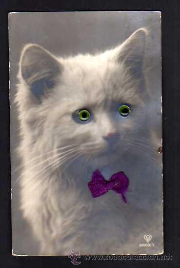 Postais: Postal gato. Circulada  .
