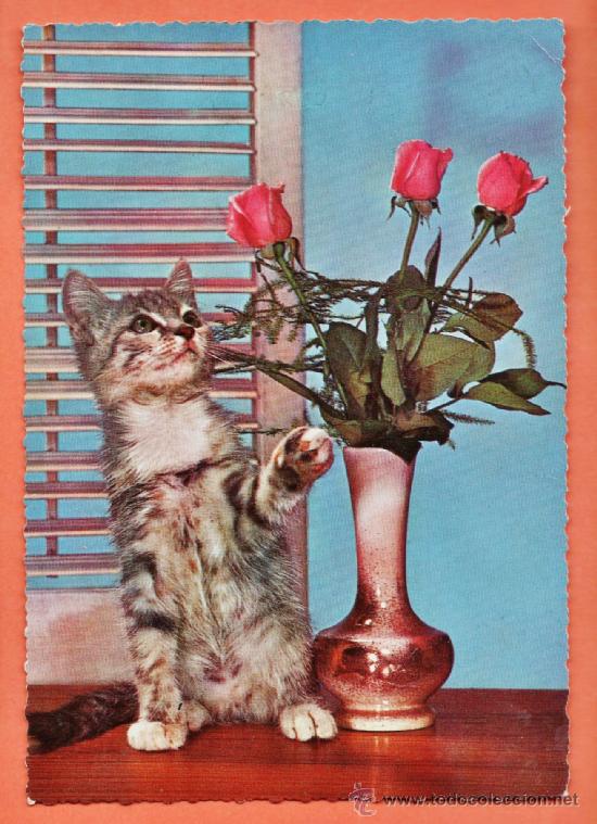 Postais: postal - gato con flores - ed. kruger / alemania - escrita - a&ntilde;os 50 / 60