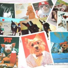 Postales: LOTE 10 POSTALES ANIMALES COMICOS Y DIVERTIDOS Y NIÑOS TRAVIESOS.. Lote 38350106