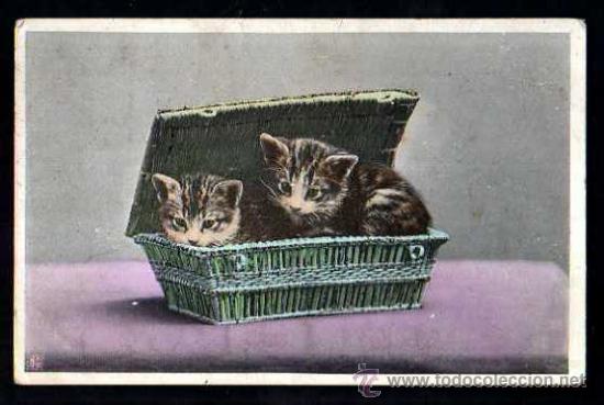 Antigua Postal gatos. Circulada