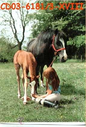 Postcards: ANTIGUA POSTAL CABALLOS A&Ntilde;OS 60 A ESTRENAR*