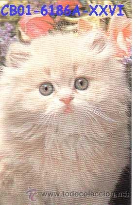 Postcards: ANTIGUA POSTAL GATOS A&Ntilde;OS 60 A ESTRENAR*