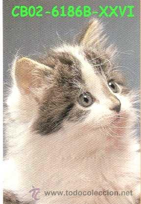 Postcards: ANTIGUA POSTAL GATOS A&Ntilde;OS 60 A ESTRENAR*