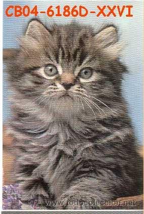 Postcards: ANTIGUA POSTAL GATOS A&Ntilde;OS 60 A ESTRENAR*