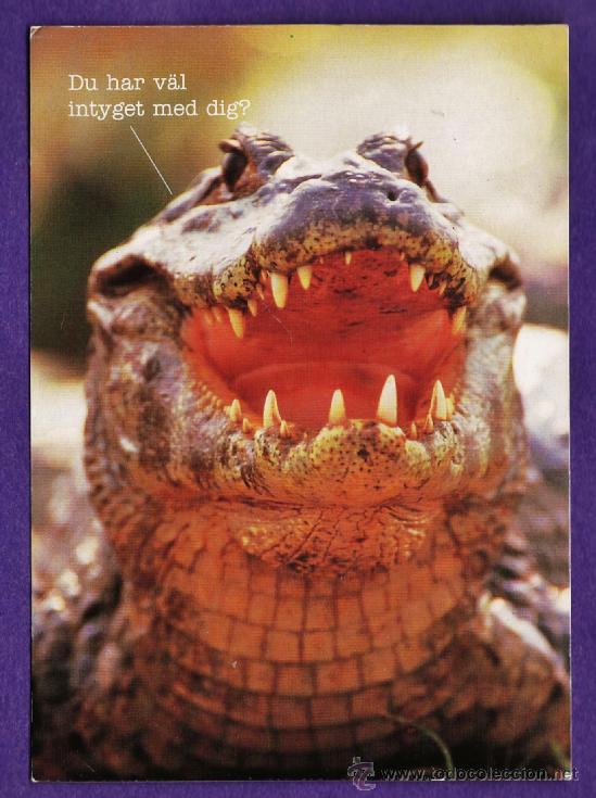 Postais: postal - cocodrilo / caiman - f&ouml;r&auml;kringskassan - ed. sueca - nueva - a&ntilde;os 70 / 80