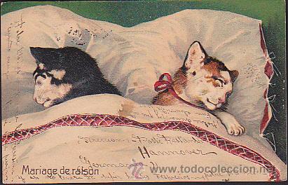 Postales: POSTAL ILUSTRADA GATOS - Foto 1