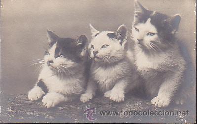Postales: POSTAL  GATOS - Foto 1