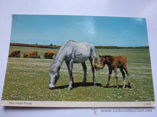 Postales: Postal sin circular ponies de New Forest - Foto 1