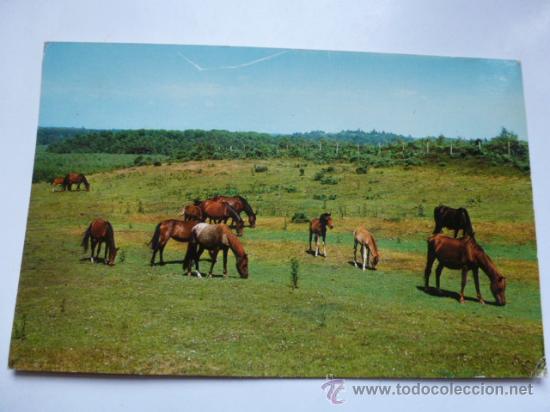 Postales: Postal sin circular ponies de New Forest - Foto 1