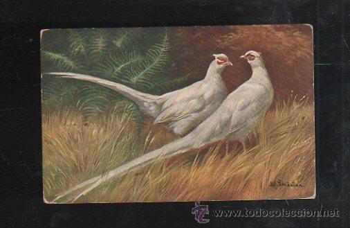 Cartes Postales: TARJETA POSTAL DE ANIMALES - WEIBER FASAN. T.S.N. SERIE 887