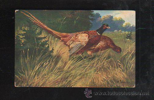 Cartes Postales: TARJETA POSTAL DE ANIMALES - EDELFASAN. T.S.N. SERIE 887