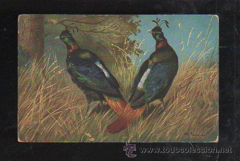 Cartes Postales: TARJETA POSTAL DE ANIMALES - GLANZFASAN. T.S.N. SERIE 887