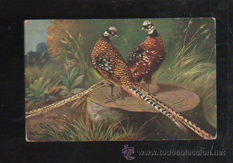 Cartes Postales: TARJETA POSTAL DE ANIMALES - K&Ouml;NIGSFASAN. T.S.N. SERIE 887