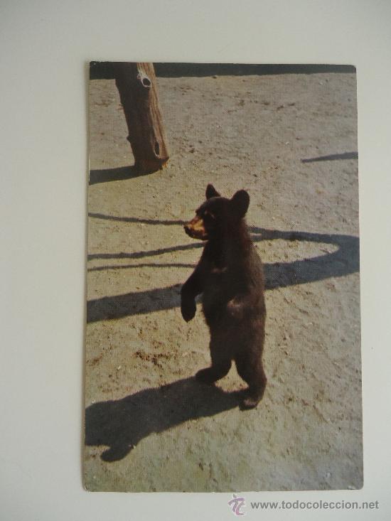 Cartes Postales: POSTAL de zoo OSO GREAT SMOKY MOUNTAINS NATIONAL PARK Tenessee
