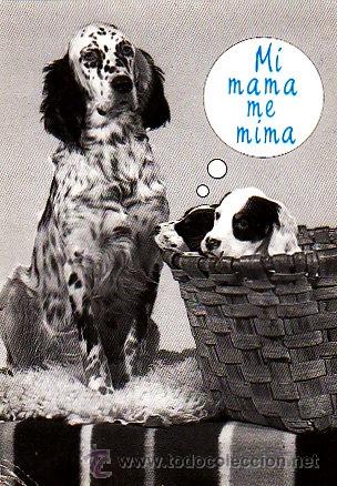 Postales: PERRO y cria, Mi mama me mima - Foto 1