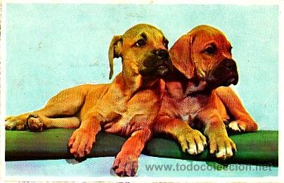 Postales: PERROS, escrita en 1959 - Foto 1