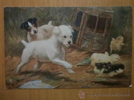 Postales: BONITA  POSTAL DE PERROS CON POLLITOS. - Foto 1