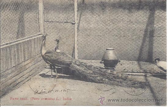 Cartes Postales: PS1457 POSTAL DE PAVO REAL (PAVO CRISTATUS L.). FOTOTIPIA THOMAS. CIRCULADA PRINC. S. XX
