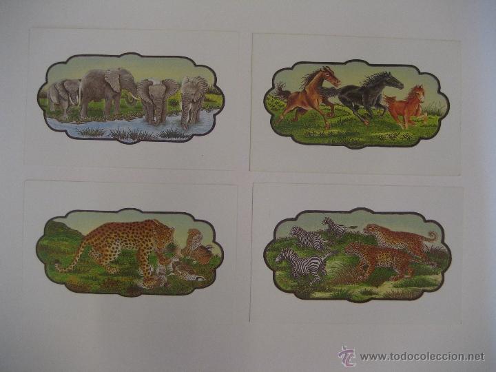 Postcards: LOTE DE 4 POSTALES TEMA ANIMALES