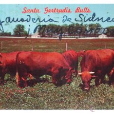 Postales: POSTAL SANTA GERTRUDIS BULLS KING RANCH SOUTH TEXAS USA CIRCULADA 1961 DIRIGIDA A FRANCISCO CANO. Lote 39819684