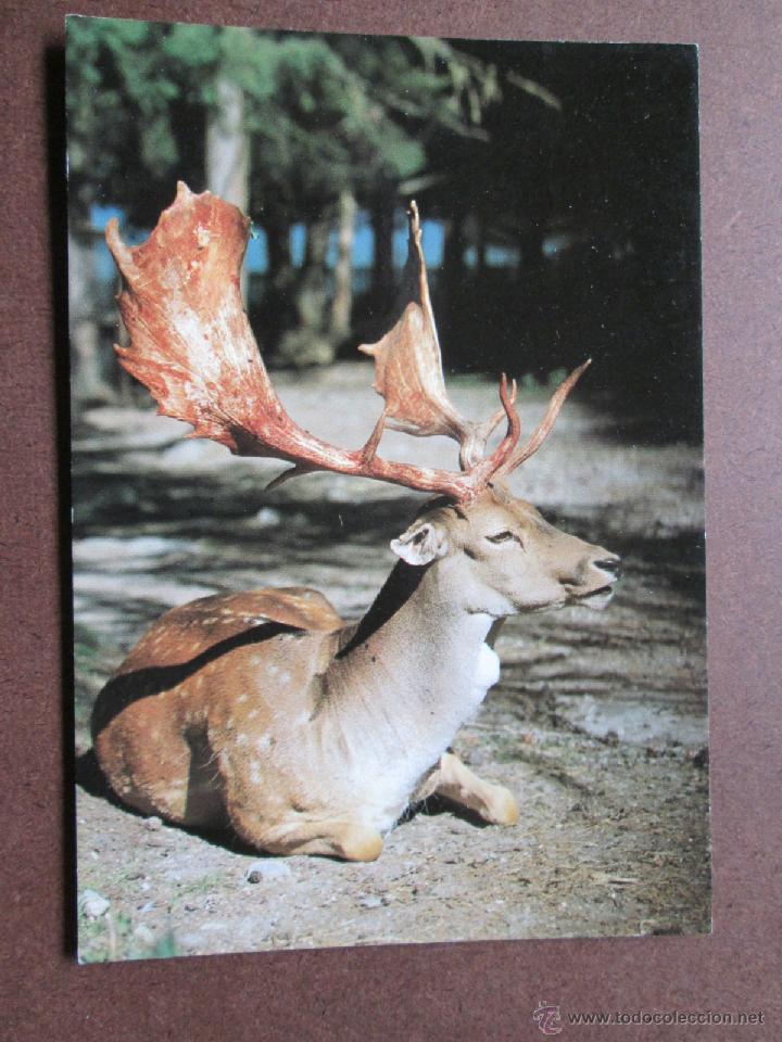 Cartoline: DAMA, DAINO DAM, DAMHIRSCH, FALLOW DEER