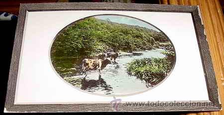 Postais: ANTIGUA POSTAL ANIMALES - UNAS VACAS CAMINANDO POR EL RIO  - NO CIRCULADA.