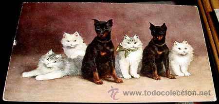 Cartes Postales: ANTIGUA POSTAL ANIMALES - DOS DOBERMAN Y VARIOS GATITOS PERSAS - NO CIRCULADA.