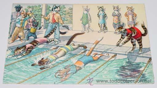 Postkarten: ANTIGUA POSTAL DE ANIMALES - GATOS NADANDO  - NO CIRCULADA - ESCRITA - ED. MKZ - N&ordm; 4769.